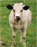 cow